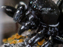 Heliophanus chovdensis