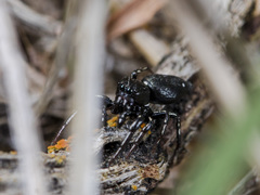 Heliophanus chovdensis