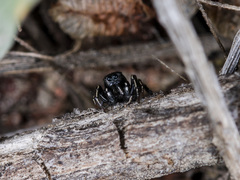 Heliophanus chovdensis