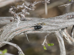 Heliophanus chovdensis