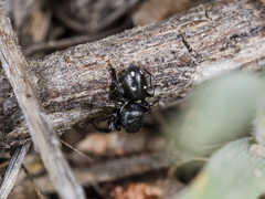 Heliophanus chovdensis