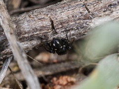 Heliophanus chovdensis