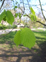Corylus avellana