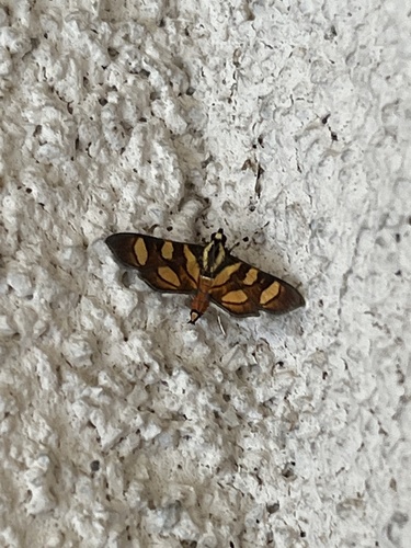 Orange-spotted Flower Moth photo 5