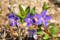 Vinca herbacea