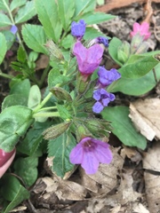 Pulmonaria officinalis