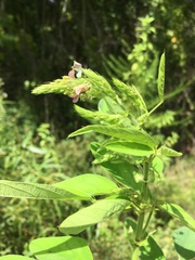 Desmodium tortuosum