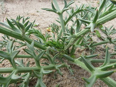 Echinophora spinosa