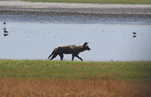 Cape Wild Dog