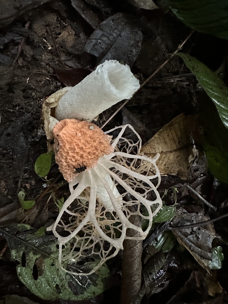 Phallus haitangensis · December 2023 · photo: © heimatlos (iNaturalist, cc0)