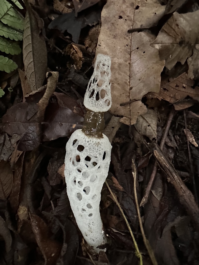 Staheliomyces quadratus