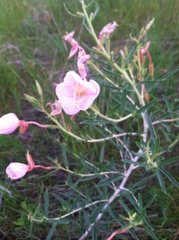 Oenothera nuttallii