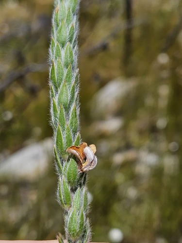 Rod Capegorse (Aspalathus vulpina)