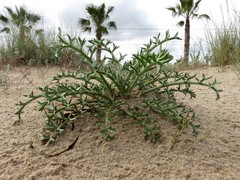 Echinophora spinosa