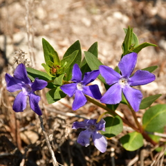 Vinca herbacea