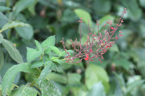Salvia rubriflora