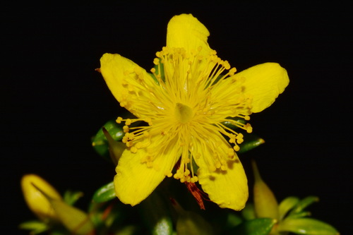 Bushy St. Johnswort (Hypericum densiflorum)