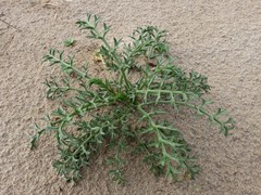 Echinophora spinosa