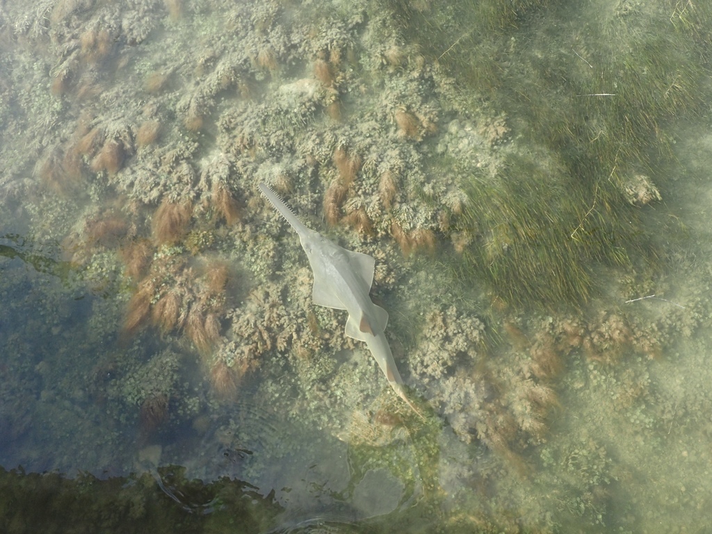 Smalltooth Sawfish