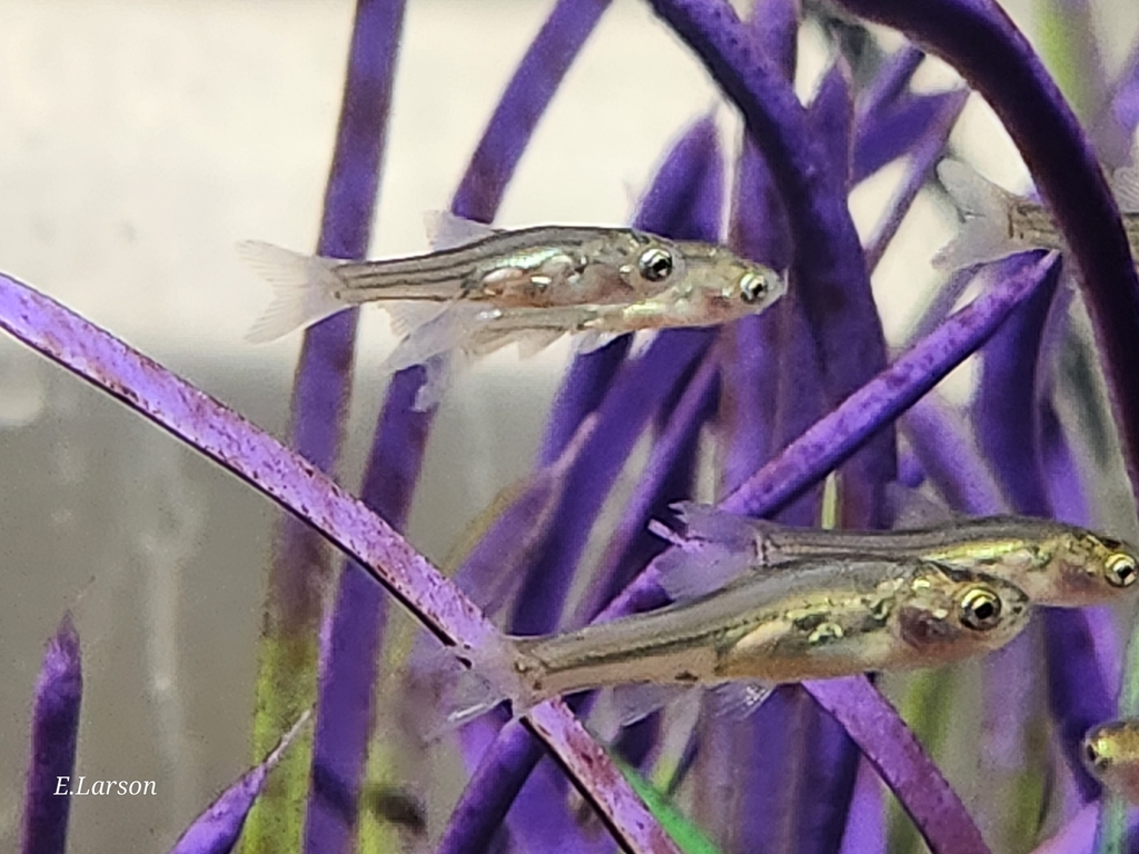 Minnows, Suckers, Carps, and Loaches from Camdeboo Local Municipality