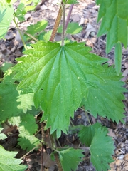 Urtica dioica