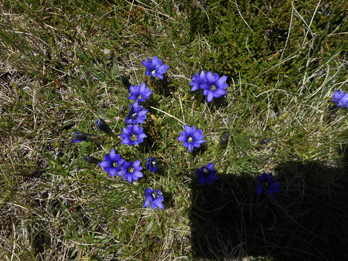 Image of Gentiana pyrenaica by (c) Tom W, some rights reserved (CC BY)