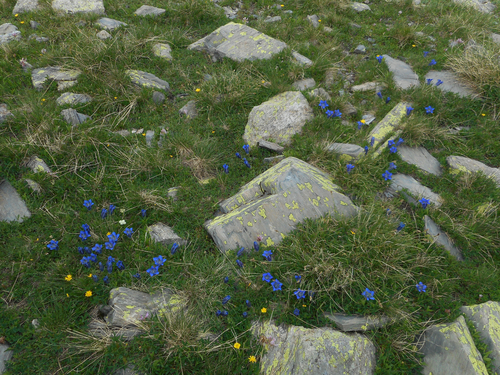 Image of Gentiana alpina by (c) Tom W, some rights reserved (CC BY)