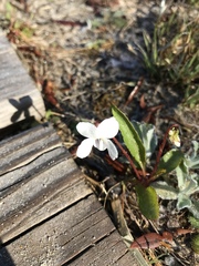 Viola primulifolia