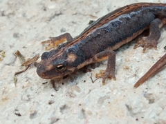 Banded Newt photo 4