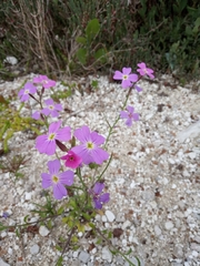 Malcolmia maritima