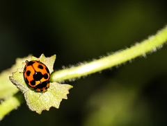 Coelophora bissellata