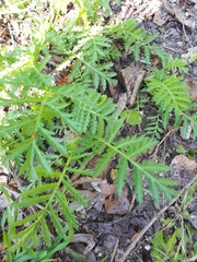 Tanacetum vulgare