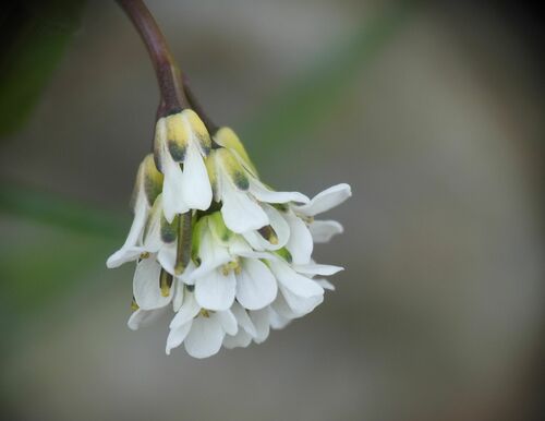 Arabis ciliata, photograph 5