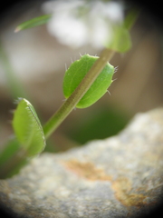 (c) Yves Bas, some rights reserved (CC BY) Arabis ciliata, photograph (c) Yves Bas, some rights reserved (CC BY)