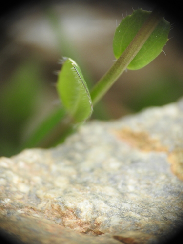 Arabis ciliata, photograph 6