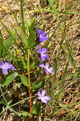 Vinca herbacea