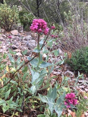 Centranthus ruber