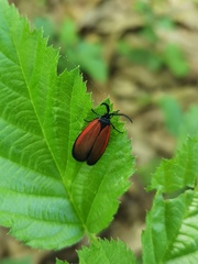 Pyromorpha latercula