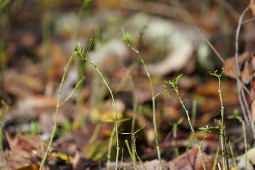 Image of Justicia ovata by (c) Brandon Johnson, some rights reserved (CC BY)