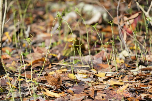 Image of Justicia ovata by (c) Brandon Johnson, some rights reserved (CC BY)