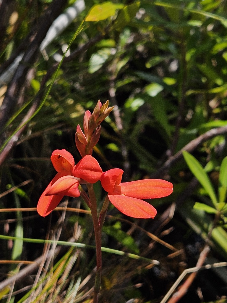 Disa cardinalis