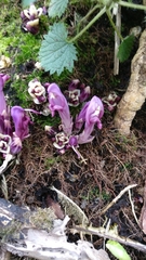 Lathraea clandestina