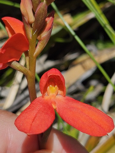 Disa cardinalis, photograph 5