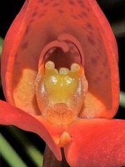 Disa cardinalis, photograph (c) Ren Hoekstra, some rights reserved (CC BY)