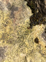 Protoblastenia rupestris