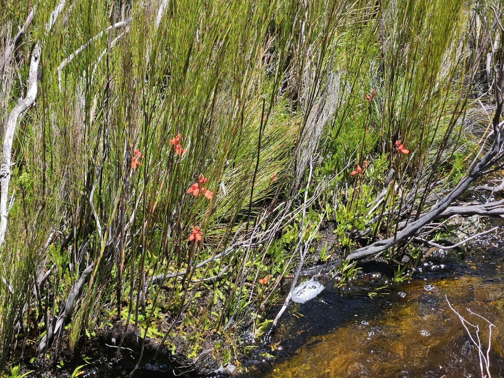 Disa cardinalis; photograph (c) Ren Hoekstra, some rights reserved (CC BY)