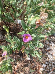 Cistus albidus