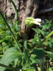 Silene latifolia