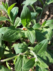 Silene latifolia