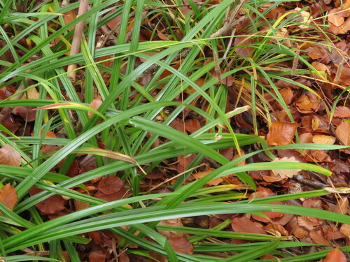 Carex agastachys (Carex agastachys)